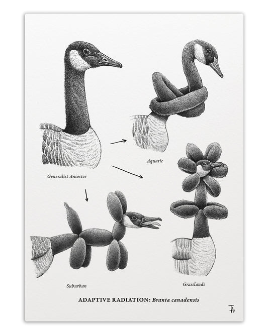 Goose Study Art Print
