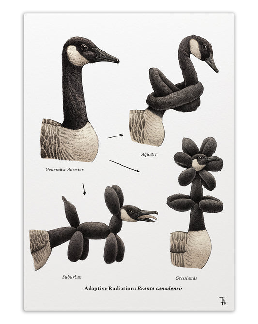 Goose Study